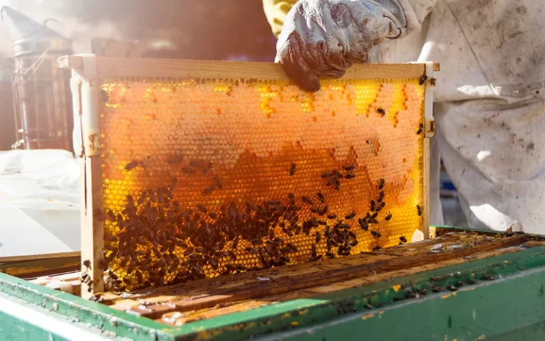 The Bountiful Benefits of Honey Consumption