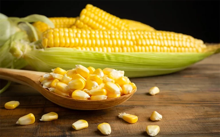 Maize