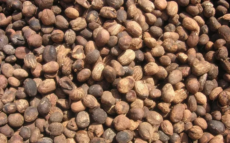 Shea nuts