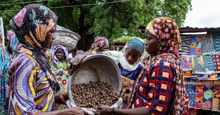 Ghana’s Shea Industry in 2026: Market Opportunities and the Future of Value Addition
